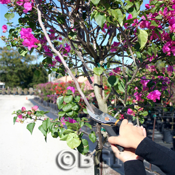 how to grow bougainvillea in pots